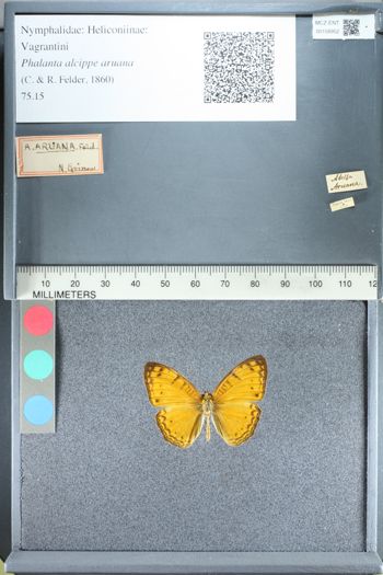 Media type: image;   Entomology 158952